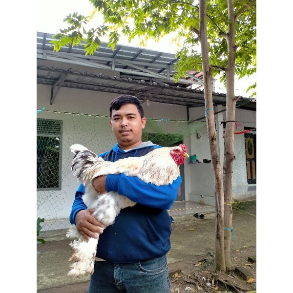 Anak ayam Brahma grade A berkualitas Ori
