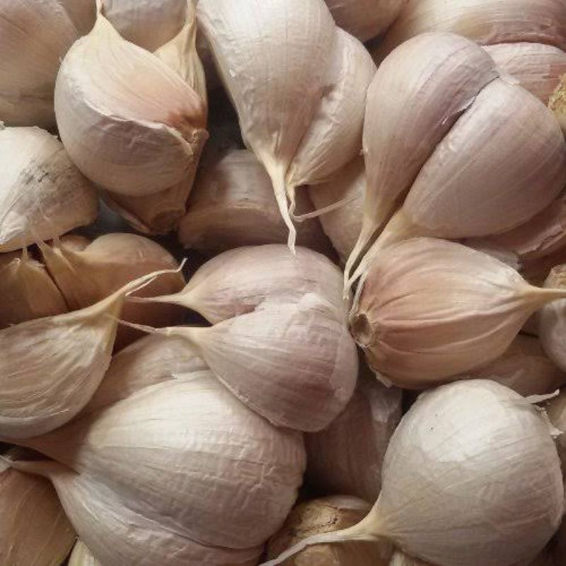 

BAWANG KATING PUTIH MURAH