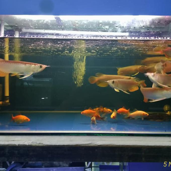 680 Koleksi Dekorasi Aquarium Arwana HD Terbaik