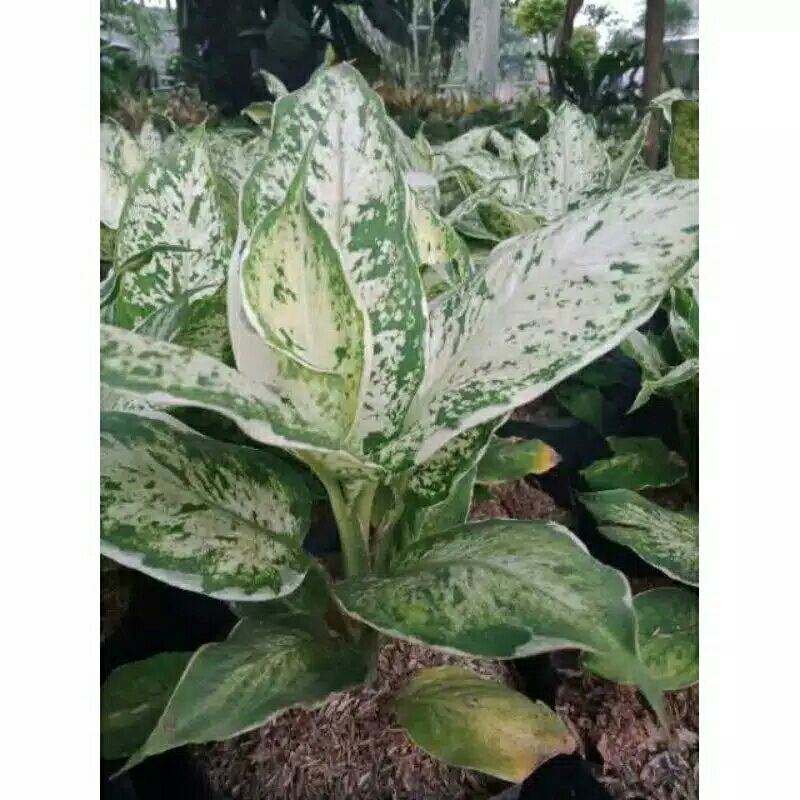 PROMO // Tanaman hias aglonema sparkel-Aglonema Sparkle-Aglonema Sparkel-Aaglonema sparkel PROMO