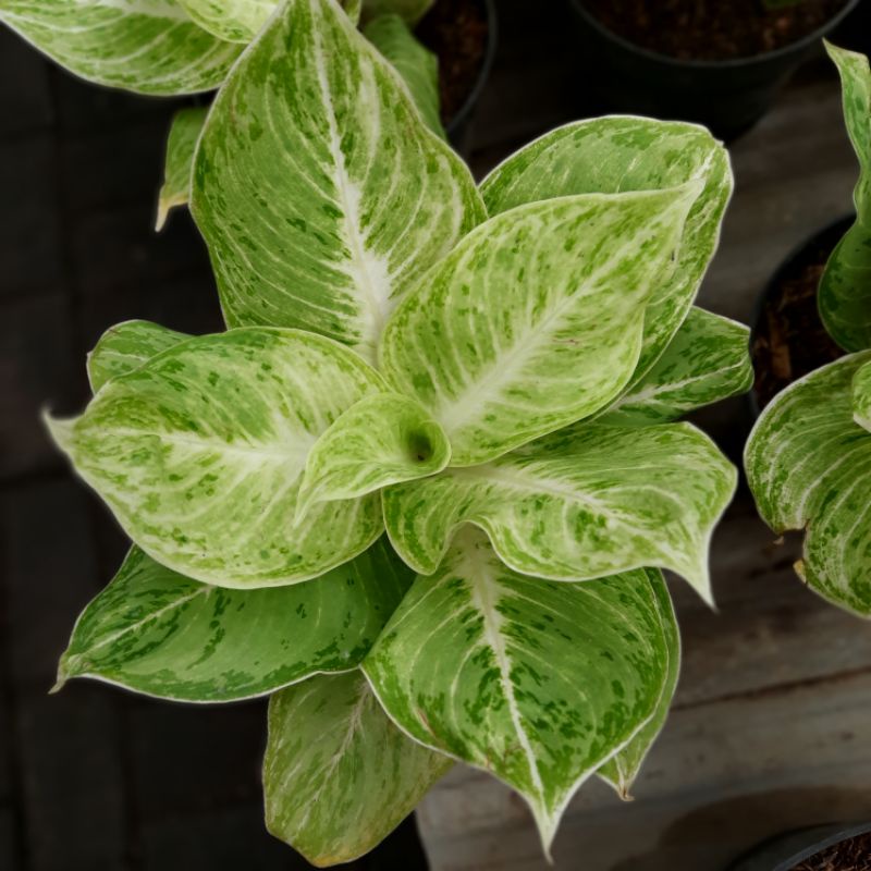 Aglonema Silverqueen Indukan / Tanaman Hias aglaonema Silverqueen Indukan