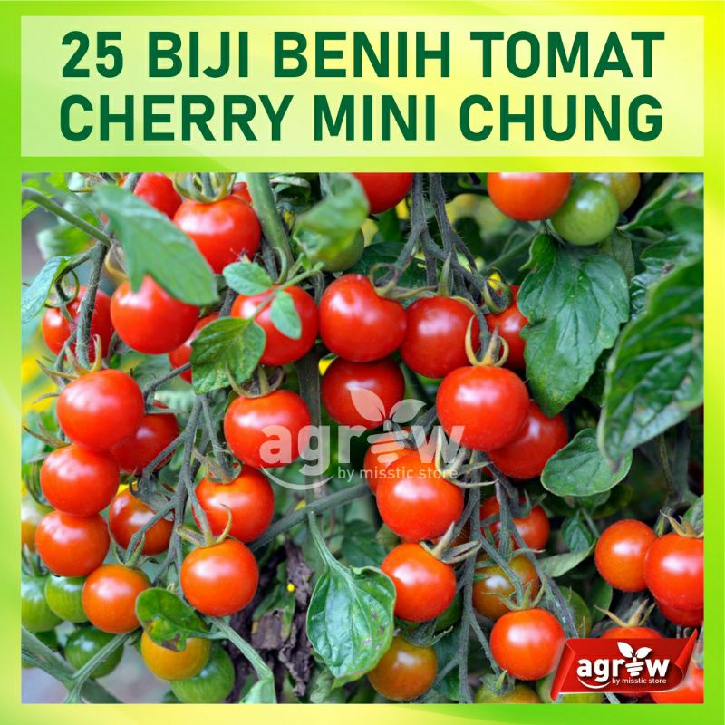 Jual Benih Tomat Cherry Merah Mini Chung Chery Tanaman Hias Ceri