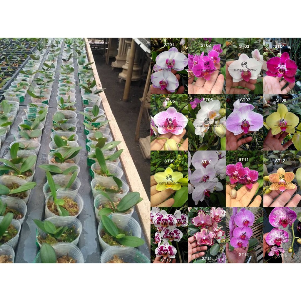 Anggrek Bulan Seedling - Anggrek Seedling Bulan - Warna RANDOM