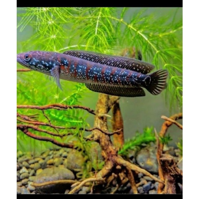 Baby Chana Asiatica RSWS size 6-7cm Pakan : Ulat kandang, Cacing Sutra, pelet