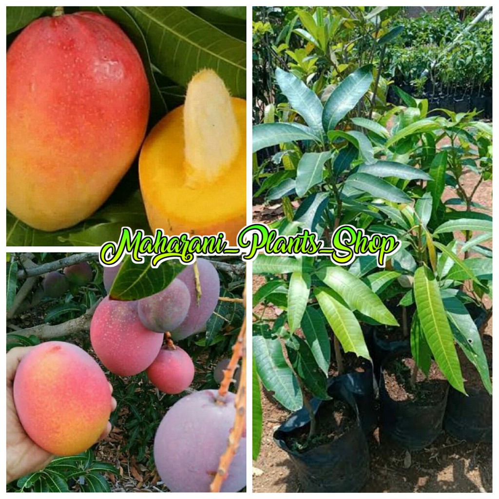 bibit buah mangga yuwen