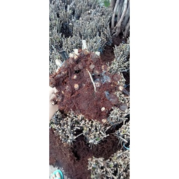 cutting Shiraz  (anggur)