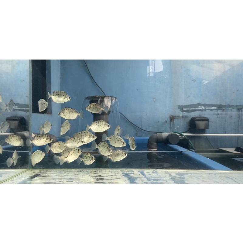 Ikan Silver Scat Papua Fresh Water