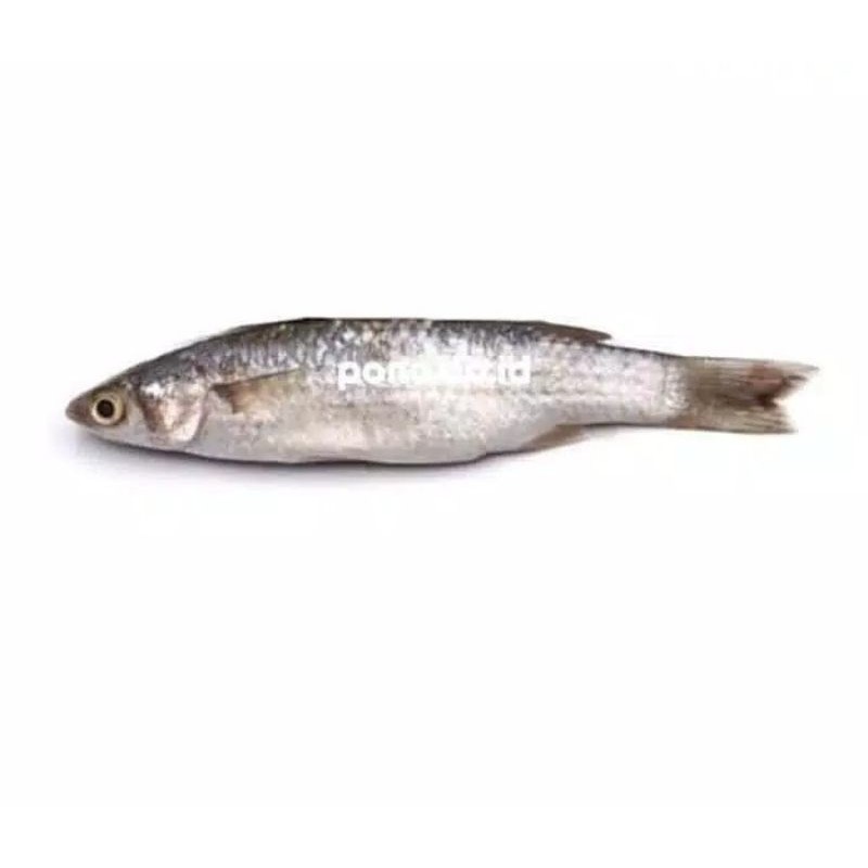 Ikan Belanak / Berat 500 gram