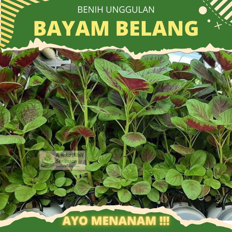 ±3000 biji - Benih bayam belang panen 25 harian , benih bayam loreng benih bayam batik