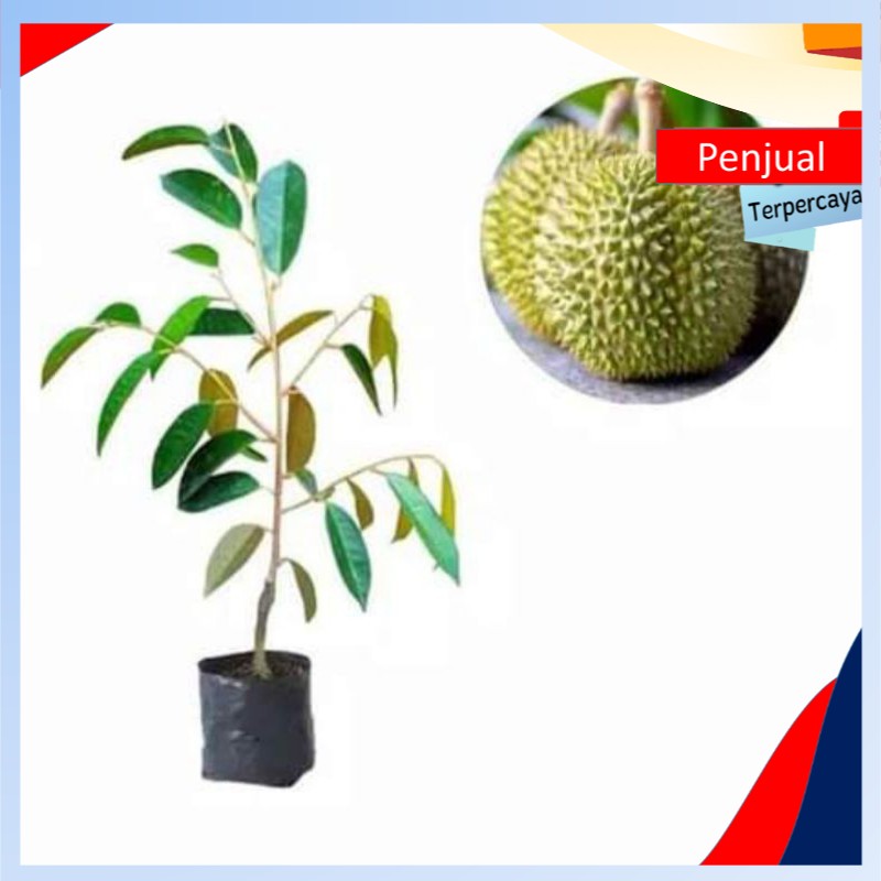

/COD/ Durian D24 malaysia terunggul Ktn