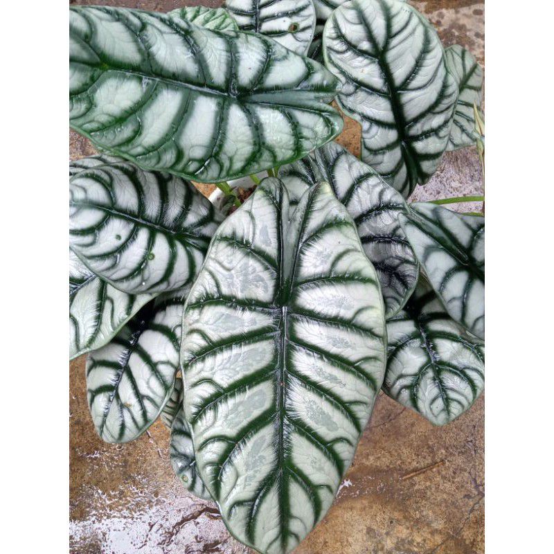 TANAMAN HIAS ALOCASIA DRAGON SILVER ANAKAN