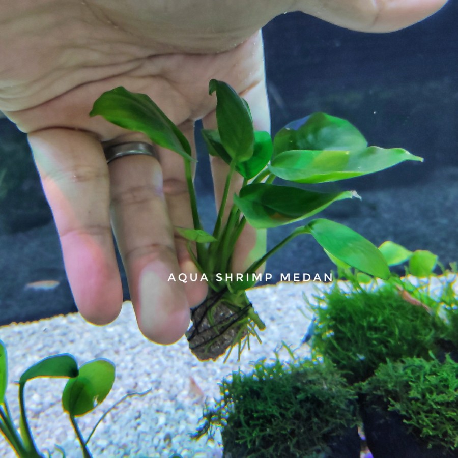 Anubias Nana