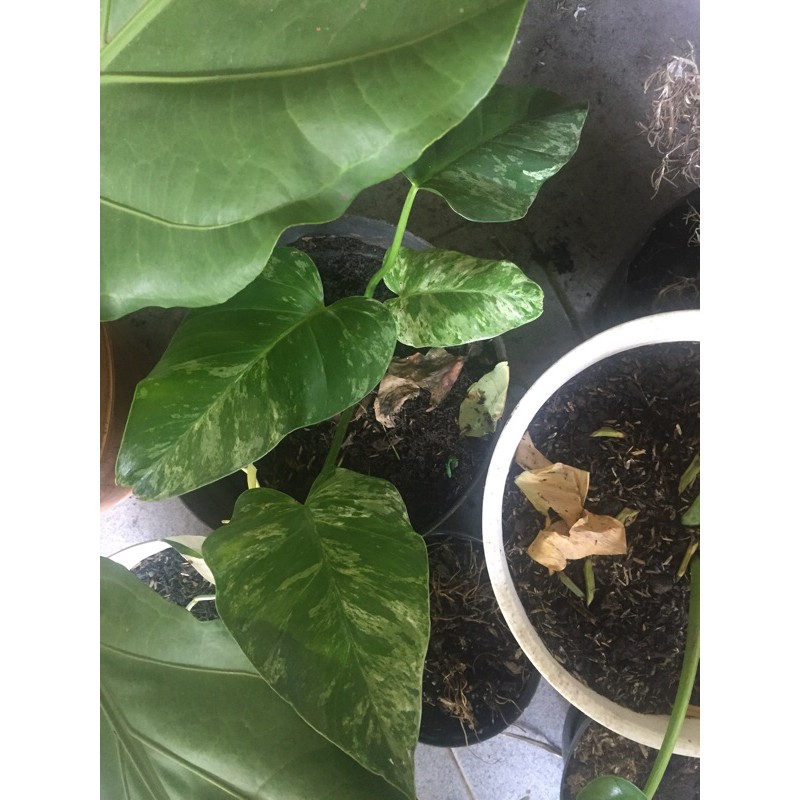 Philo marble variegata