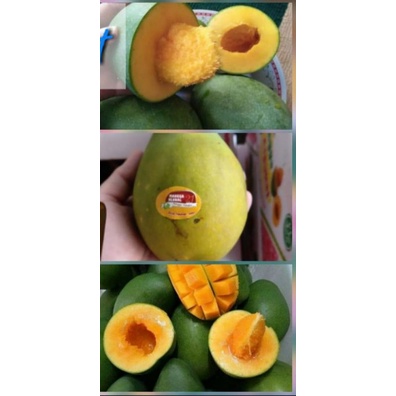 

MANGGA ALPUKAT KLONAL KUALITAS SUPER MURAH