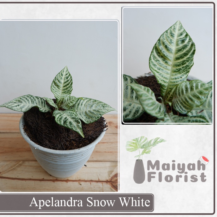 Aphelandra Snow White - Tanaman Daun