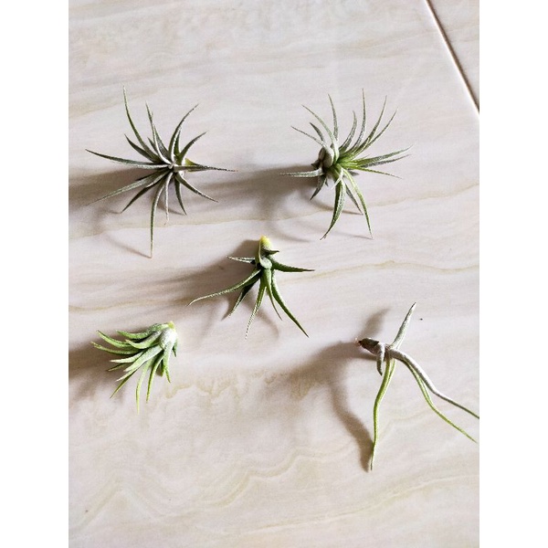 Paket 5 Tillandsia Anakan . Tillandsia Rubra, Tillandsia Bergeri ,Schiedeana Major, Tillandsia Ionan