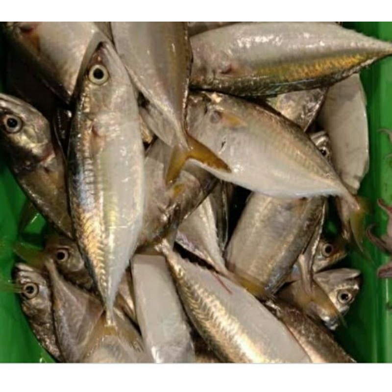

ikan kembung gepeng