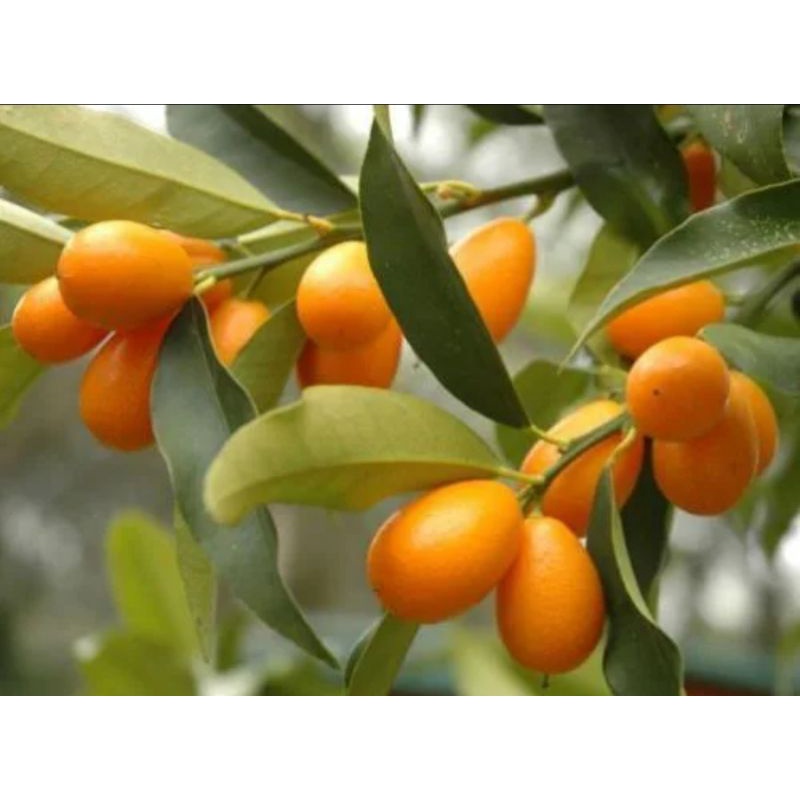 

Bibit Jeruk Nagami Okulasi Cepat Berbuah ( Beli 10 Gratis 1 Bibit Buah )