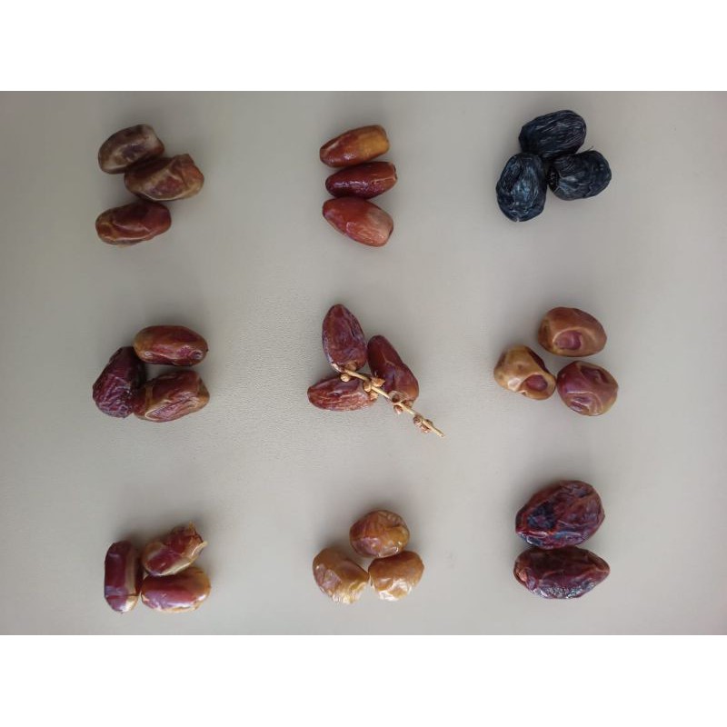 

kurma tunisia tangkai