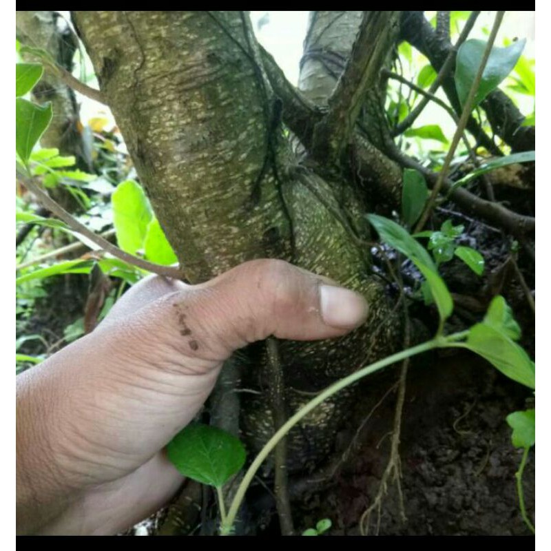 dongkelan bahan bonsai ficus kimeng