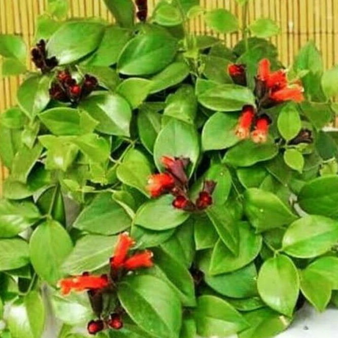 tanaman hias hidup - Lipstik Bunga Merah - bunga gantung