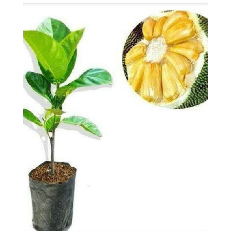 

murah bibit buah nangka madu ungol hasel okukasi
