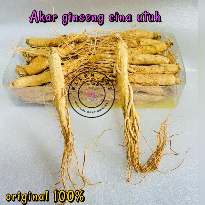 

AKAR GINSENG UTUH HARGA PER BATANG
