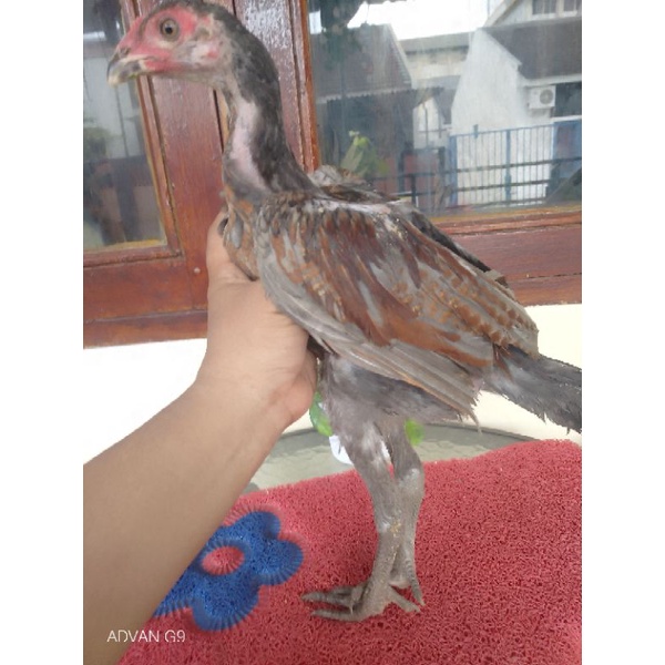 Anakan Ayam Mangon Yokeree Ori Ayam Trah Jawara Pukul Syaraf lawan