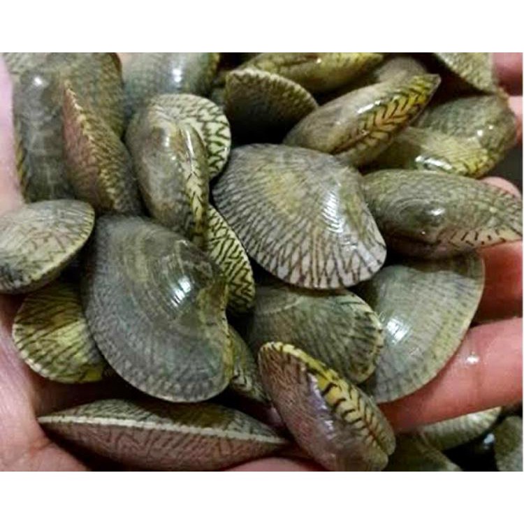 

KERANG BATIK