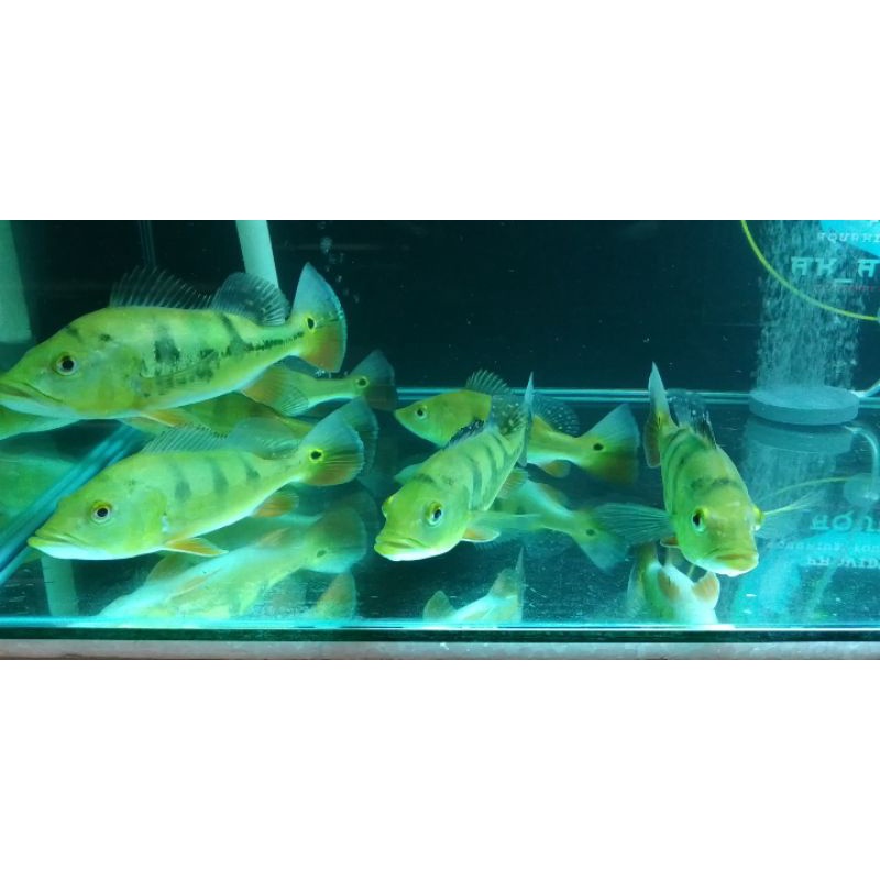 Pbass Mono GM (Good Marking) size 19-20cm up