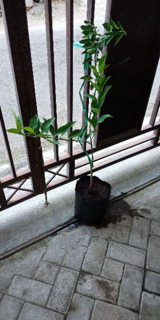 Bibit Tanaman Buah Jeruk Santang Madu Berbuah