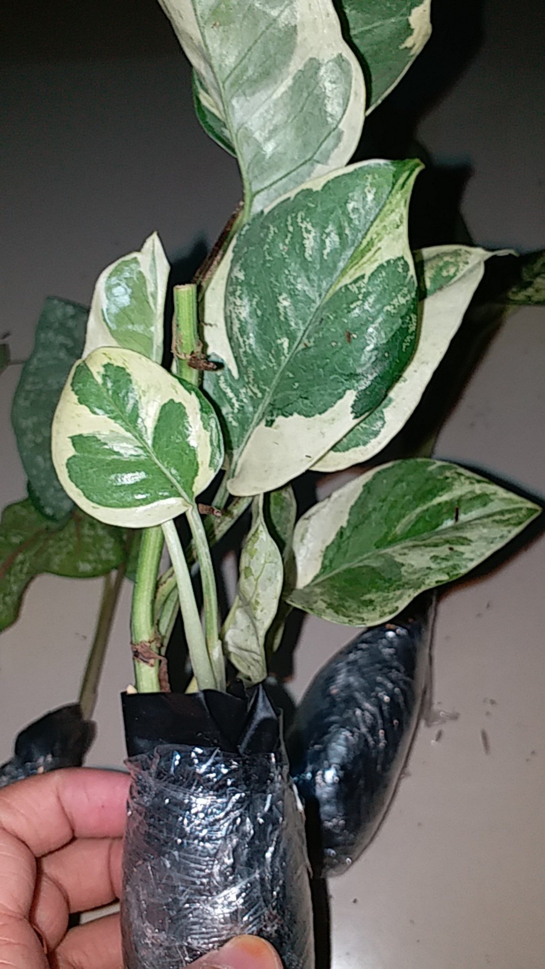 Srigading - Sirih Gading Tanamam