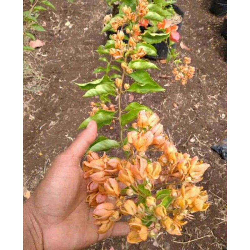 

bibit bunga buogenvil angur kuning