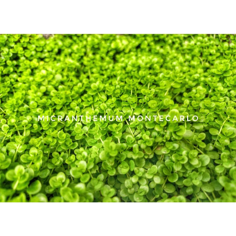 Montecarlo Lempeng - Tanaman Karpet Aquascape