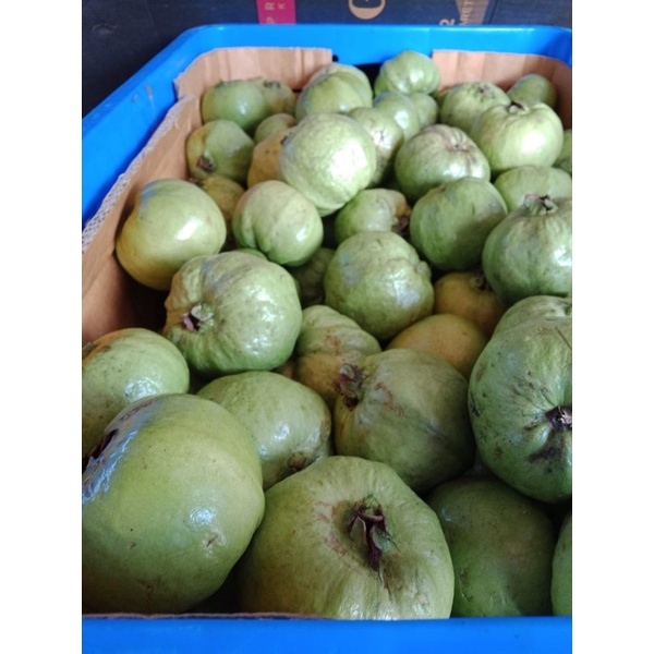 

Jambu Kristal Organik