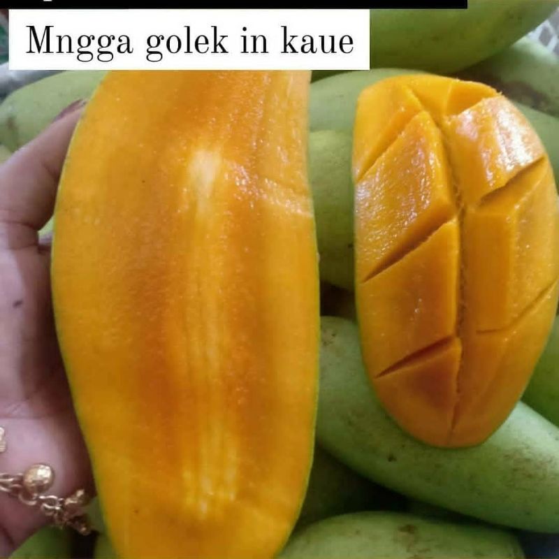 

mngga golekkkk