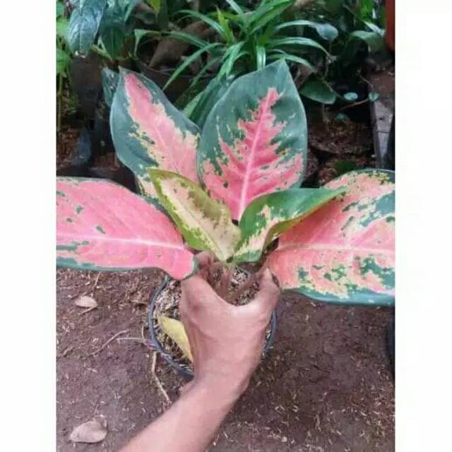 Tanaman hias aglonema kocin kochin aglaonema chocin chaocin taneman aglo indoor indor