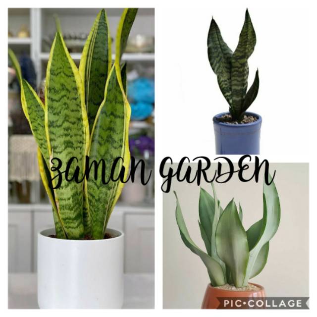 Paket tanaman hias sansevieria family 3 jenis super hemat sampai 15%