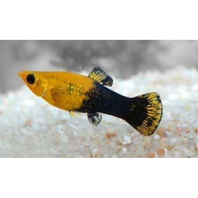 

ikan platy golden black