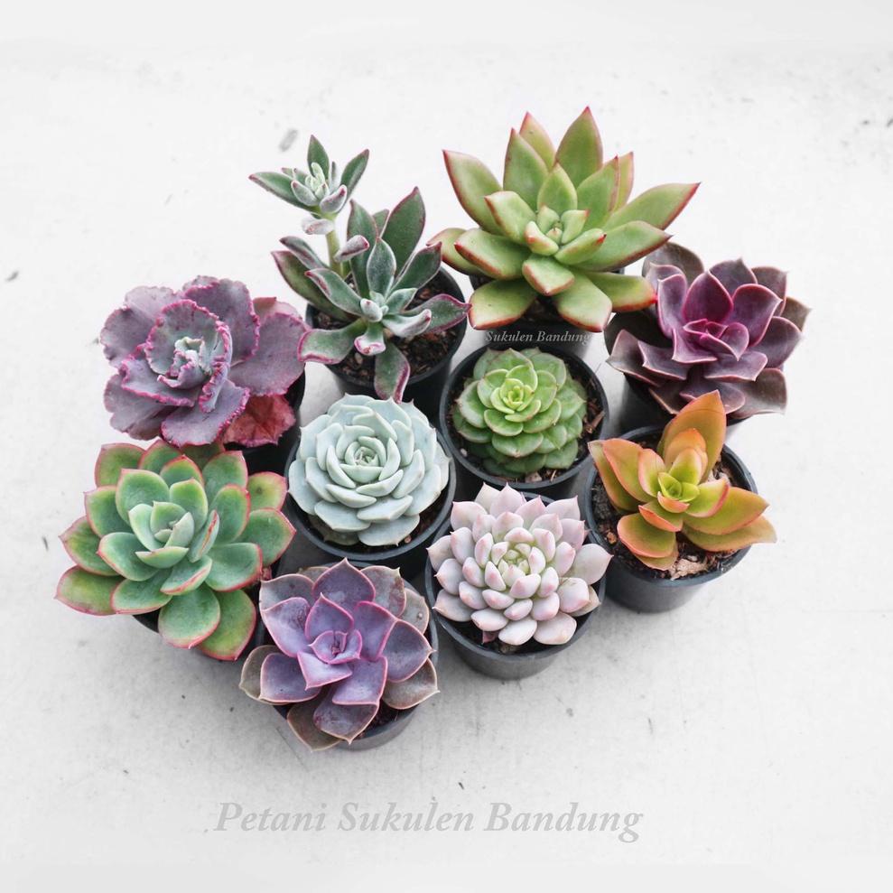 [KODE PRODUK 9AHQA9534] PAKET Sukulen Kaktus BONUS POT & Media sekulen mini tanaman hias cactus hidu