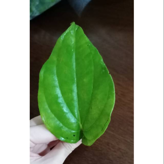 

Daun Sirih Segar