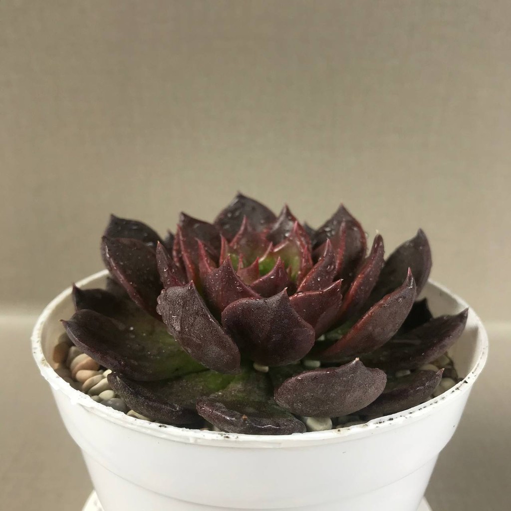 Kaktus Sukulen (Echeveria Black Prince) Tanaman Hias Hidup