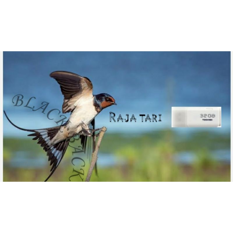 Suara Walet Raja Tarik Original/ Suara Walet Original