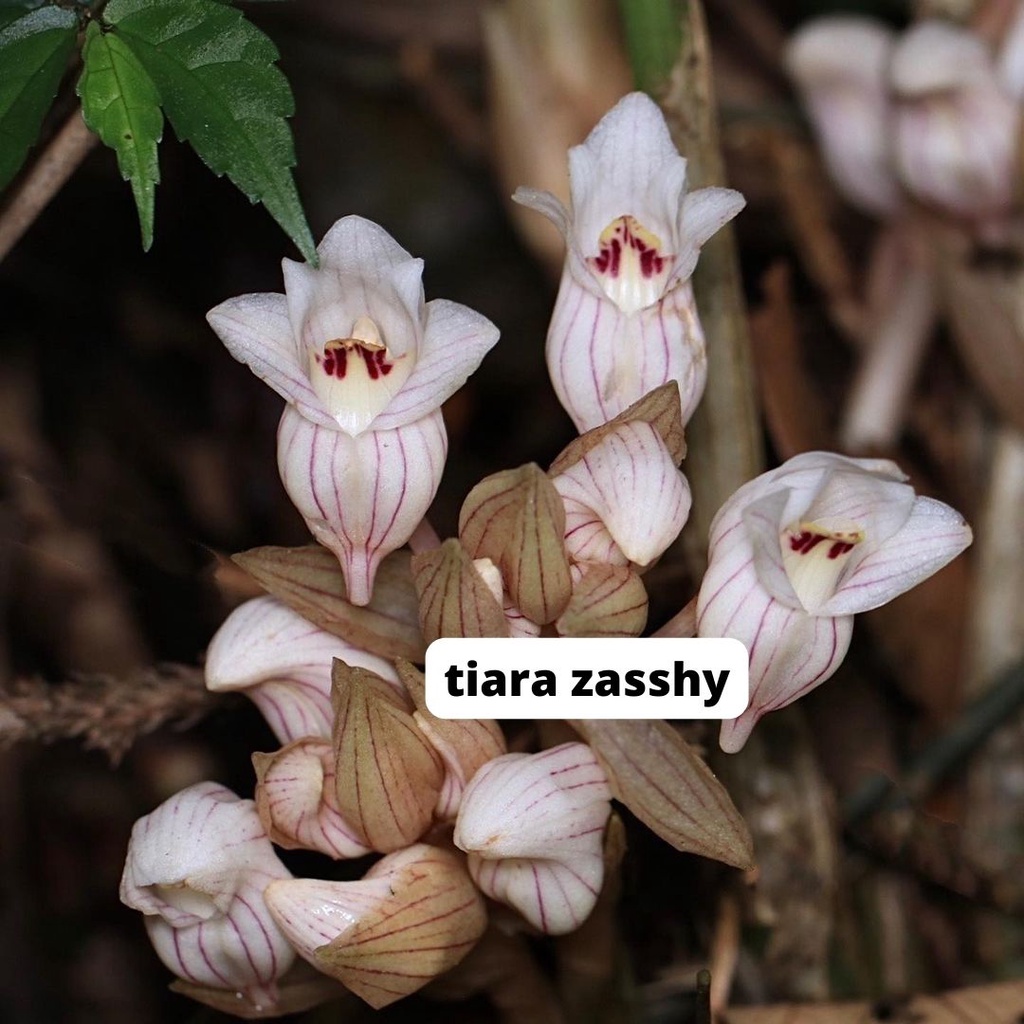Acanthephippium Anggrek tanah berbunga wangi sudah dewasa