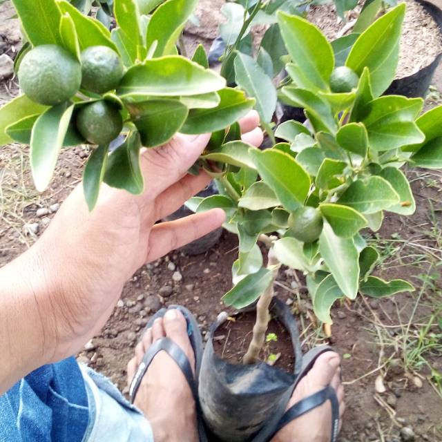 

Bibit Jeruk Keprok Batu 55 Berbuah