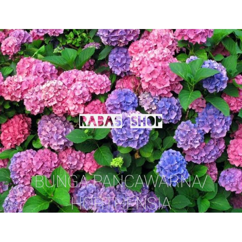 BUNGA PANCAWARNA/HORTENSIA/BOKOR SUDAH BERBUNGA