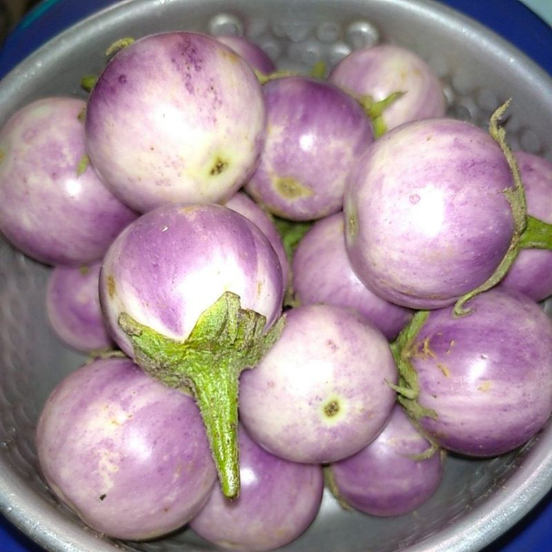 

Terong Lalapan