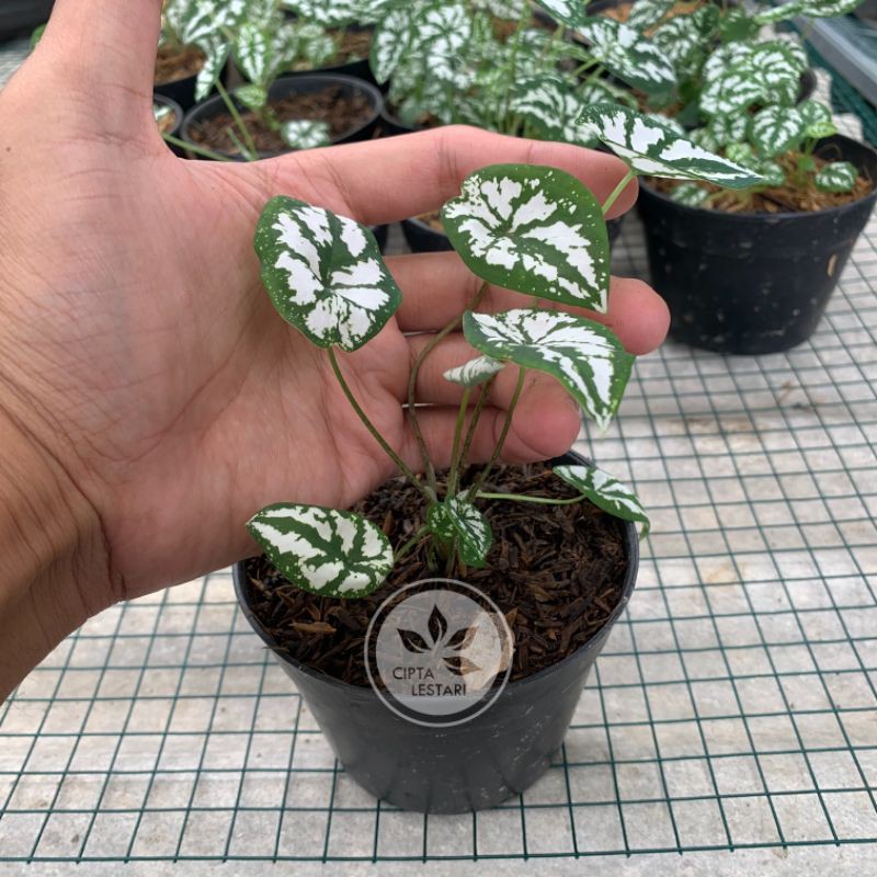Tanaman Keladi Mini Keladi Mutiara Bibit Keladi Mini Putih