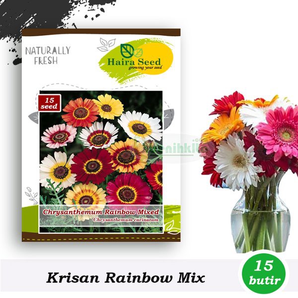 Benih-Bibit Bunga Krisan Rainbow Mix - Haira Seed