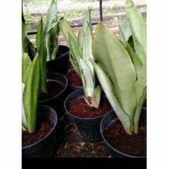 SENSEVIERA MOONSHINE / LIDAH MERTUA PUTIH / LIDAH MERTUA SILVER